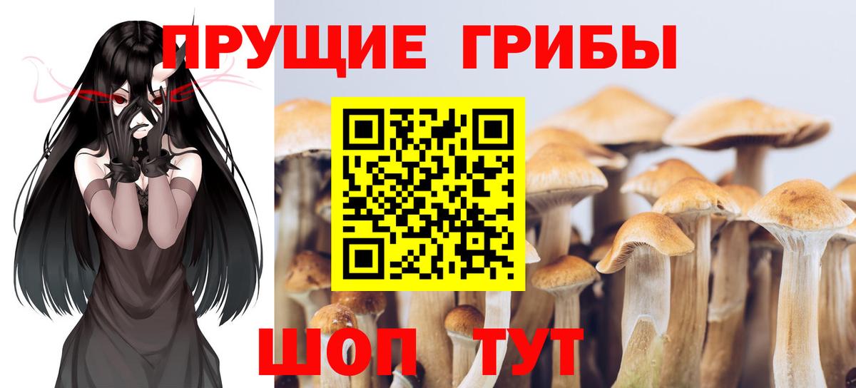 где купить   Галлюциногенные грибы Psilocybine cubensis  Вход с VPN  Псилоцибиновые грибы GOLDEN TEACHER  Усть-Кут 